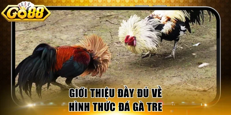 Giới thiệu đầy đủ về hình thức đá gà tre