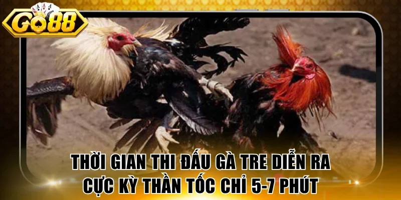 Thời gian thi đấu gà tre diễn ra cực kỳ thần tốc chỉ 5-7 phút